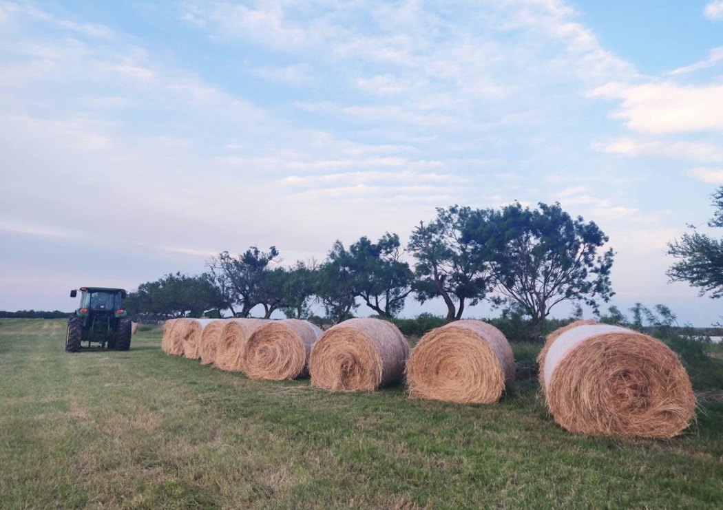 Pacas de heno redondas y un tractor en el rancho de Frank al atardecer